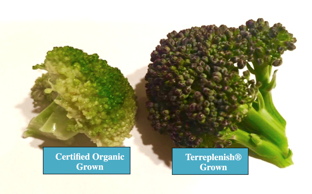terreplenish-grown-broccoli-comparison