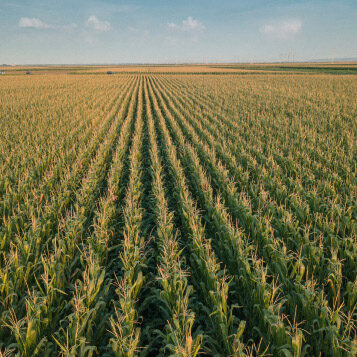 Corn field from drone perspective Aerial drone view of cultivated green corn field landscape