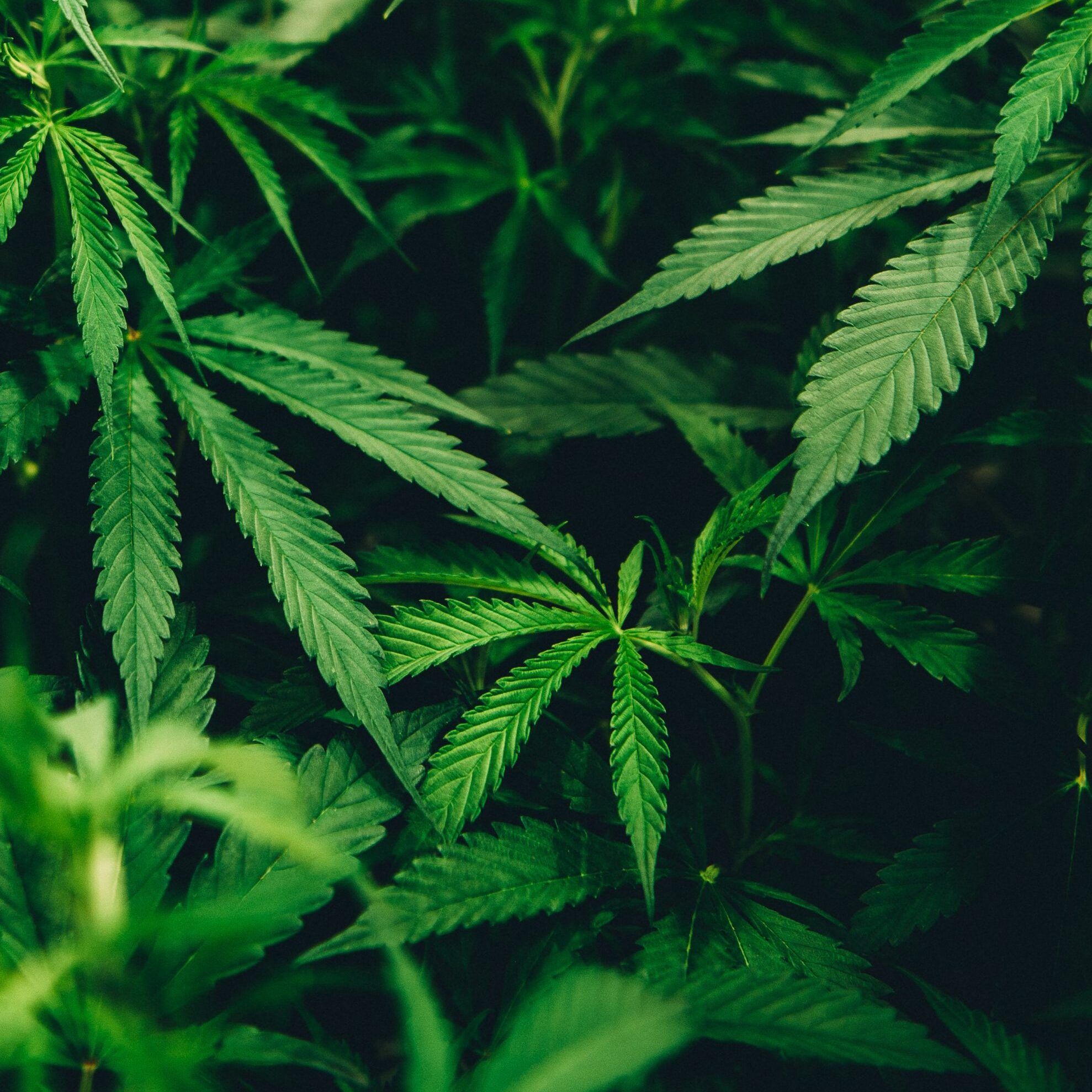 matthew-brodeur-qcCPIhhdgTw-unsplash matthew-brodeur-qcCPIhhdgTw-unsplash